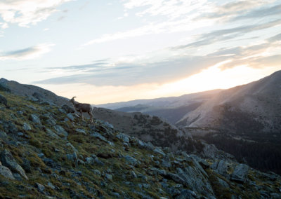 G2_WILD_PecosWilderness_RB83