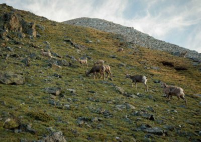 G2_WILD_PecosWilderness_RB88